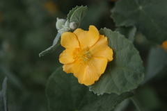 Abutilon pannosum